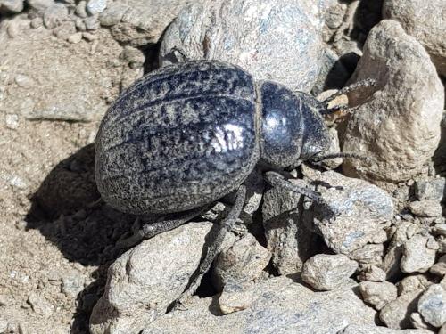 Pimelia sp.